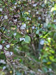 berries on a branch