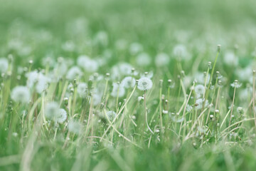 White fluffy dandelions in a spring field, blurred background of spring nature