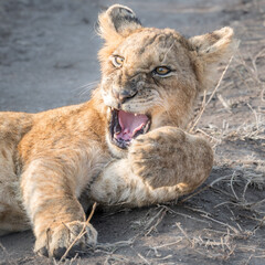 A lion cub bears its teeth and another lion walking towards it. The other lion can be seen in the cubs eyes.