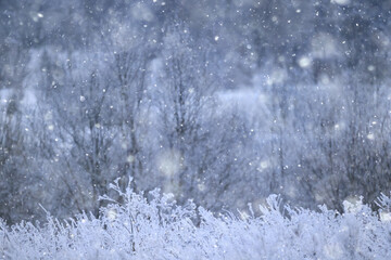 snowfall background, abstract backdrop against blurred winter trees