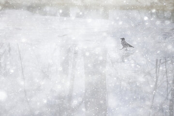 snowfall, abstract nature background, heavily blurred landscape, blizzard and white snow backdrop