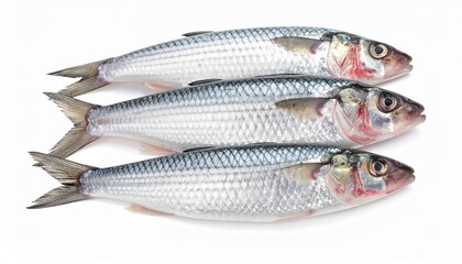 Obraz premium Four fresh fish with silvery scales and reddish gills laid out on white surface, forked tails and overlapping arrangement, detailed texture suitable for seafood, culinary, or marine biology themes.