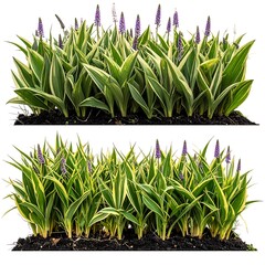 Two rows of plants with purple flowers