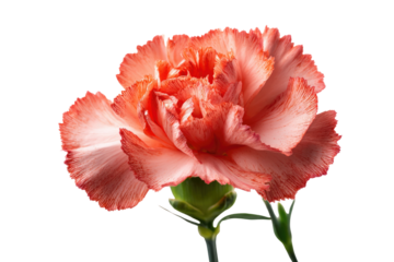 A vibrant peach and white carnation flower with delicate red veins, blooming on a solid transparent background, showcasing its intricate petals and full form. background removed