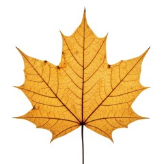 Obraz premium Isolated on white background, closeup of a single yellow maple leaf