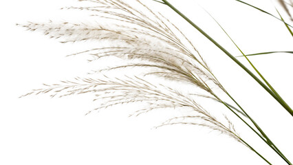 Pampas grass on a white background