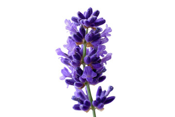 Obraz premium A close-up shot of a vibrant purple lavender sprig, showcasing its delicate blossoms and aromatic beauty, set against a solid transparent background. background removed