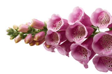 A vibrant cluster of pink foxglove flowers with speckled interiors and unopened buds, beautifully showcased against a deep transparent background. background removed