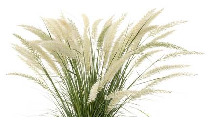 Pampas grass on a white background
