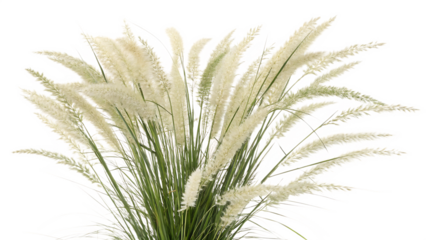Pampas grass on a white background