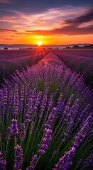 Naklejka premium Lavender field at sunset - A serene landscape of purple blooms.
