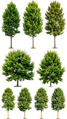 Collection of green trees (2)