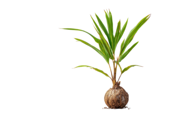 A vibrant young palm seedling with green leaves emerges from its fibrous root ball, symbolizing new growth and tropical potential. background removed