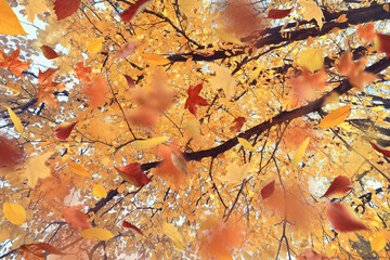 Leaf fall landscape in autumn park, colorful leaves flying in the wind background of October
