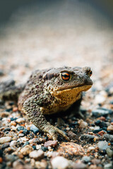 Common toad close-up sitting on the road