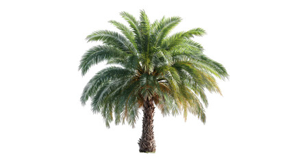 Obraz premium Tropical palm tree with green fronds exotic summer plant natural botanical foliage paradise island decoration isolated on white background