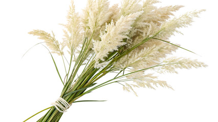 Pampas grass on a white background