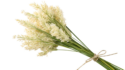 Pampas grass on a white background