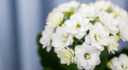 Close up of a cluster of delicate white flowers with green leaves.