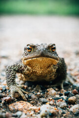 Common toad close-up sitting on the road