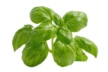 Fototapeta premium A vibrant bunch of fresh green basil leaves, perfect for adding aromatic flavor to various Mediterranean and Italian dishes. background removed