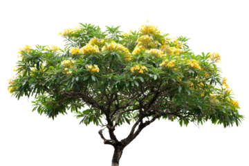 A vibrant, full-grown tropical tree featuring lush green foliage and abundant bright yellow blossoms, isolated against a solid background. background removed