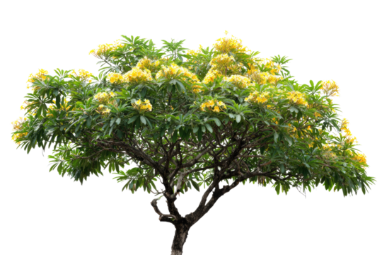 A vibrant, full-grown tropical tree featuring lush green foliage and abundant bright yellow blossoms, isolated against a solid background. background removed
