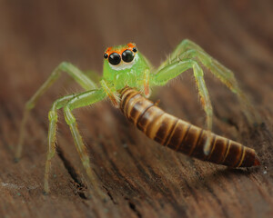 This vibrant green jumping spider with striking orange-ringed eyes is captured in a macro photograph. It's holding a striped, worm-like larva, likely its meal, 01 October 2025 Indonesia
