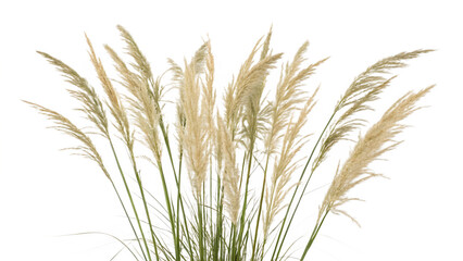 Pampas grass on a white background