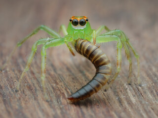 This vibrant green jumping spider with striking orange-ringed eyes is captured in a macro photograph. It's holding a striped, worm-like larva, likely its meal, 01 October 2025 Indonesia