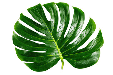 A vibrant green Monstera deliciosa leaf, detailed with water droplets, showcases its iconic split-leaf pattern against a solid dark transparent background. background removed