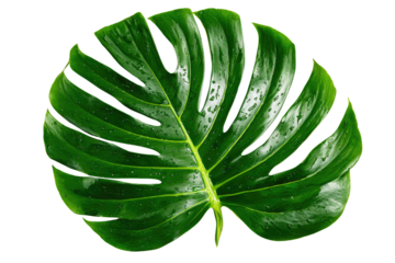 A vibrant green Monstera deliciosa leaf, detailed with water droplets, showcases its iconic split-leaf pattern against a solid dark transparent background. background removed
