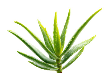 Fototapeta premium A vibrant, healthy aloe vera plant with fresh water droplets on its thick, succulent leaves, showcasing natural beauty against a solid transparent background. background removed