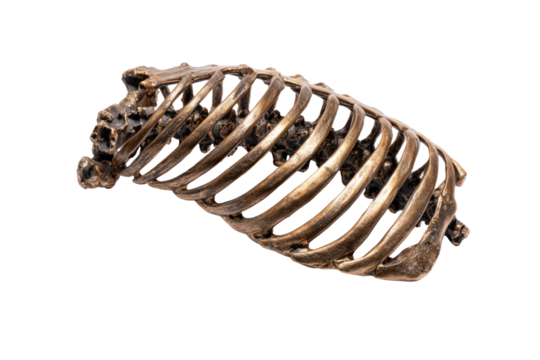 A detailed bronze-colored model of a rib cage, displaying individual ribs and vertebrae, perfect for anatomical study or decorative display. background removed