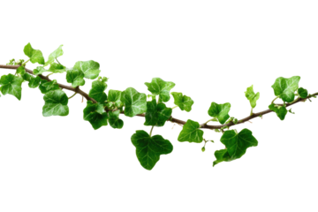 A vibrant green ivy vine with numerous heart-shaped leaves stretches horizontally, an ideal natural element for various design applications. background removed