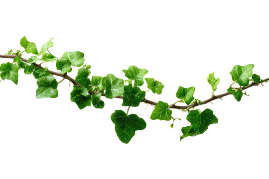 A vibrant green ivy vine with numerous heart-shaped leaves stretches horizontally, an ideal natural element for various design applications. background removed