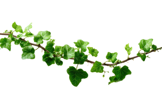 A vibrant green ivy vine with numerous heart-shaped leaves stretches horizontally, an ideal natural element for various design applications. background removed