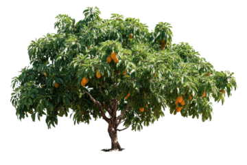 A vibrant tropical tree heavily laden with numerous ripe, bumpy, yellowish-orange breadnut fruits, isolated on a solid transparent background. background removed
