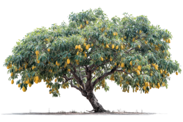 A lush, mature tree abundantly bearing ripe, yellow, oval fruits, resembling mangoes, with dense green foliage. background removed