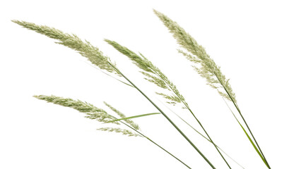 Pampas grass on a white background