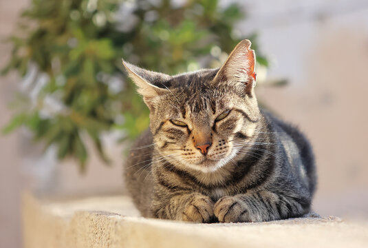 Close-up of a street-savvy striped tabby cat with a torn ear, resting outdoors on a stone ledge with a blurred natural background.  - Powered by Adobe