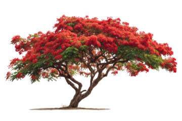 Vibrant Royal Poinciana tree with stunning red blossoms and green foliage, isolated against a transparent background. background removed