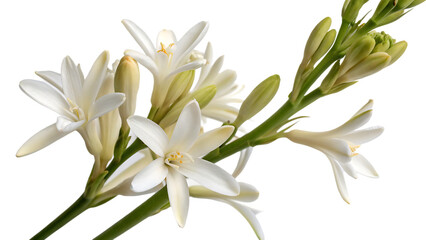 Tuberose flowers blooming on a stem, white and green.