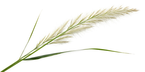 Pampas grass on a white background