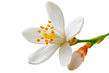 A pristine white orange blossom, showcasing its delicate petals and vibrant yellow-orange stamens, with a budding companion on a transparent background. background removed