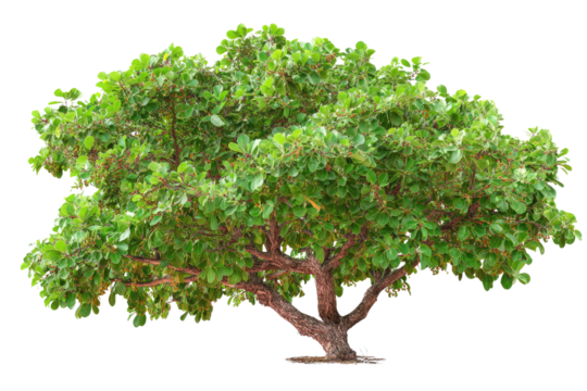 A vibrant, full green tree with dense foliage and small red berries, showcasing its strong trunk and branches, isolated. background removed