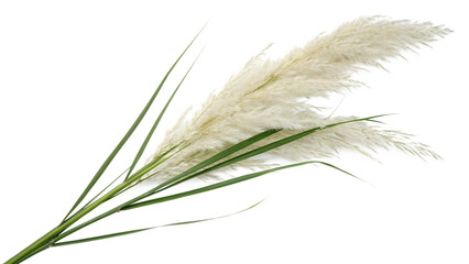 Pampas grass on a white background