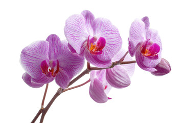 Obraz premium A beautiful cluster of light purple phalaenopsis orchids with striped petals and vibrant magenta centers on a branch. background removed