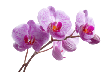 A beautiful cluster of light purple phalaenopsis orchids with striped petals and vibrant magenta centers on a branch. background removed