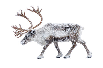 Fototapeta premium A majestic reindeer, covered in fresh snow, walks gracefully. Its impressive antlers are also dusted with white, showcasing a beautiful winter scene. background removed